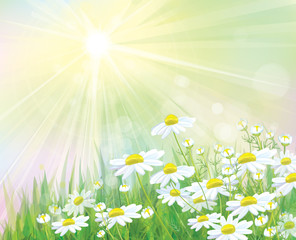 Canvas Print - vector of sunny background with white daisies.