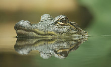 Baby Crocodile With Reflection