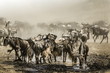 migrazione gnu in background nella sabbia della savana