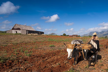Cuban Farmer Plows His Field With Two Oxen