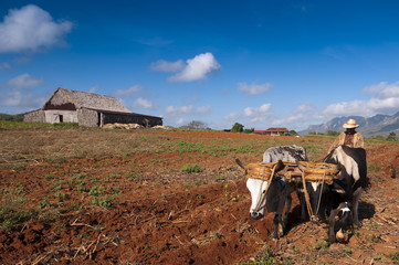 cuban farmer plows his field with two oxen