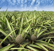 Pineapple Fruit On The Bush