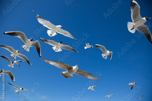  Fototapeta ptaki   seagull-mrowia-szerokiego-kata-zakonczenie