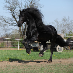 Fotoroleta ssak ruch koń