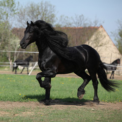 Obraz na płótnie ssak koń zwierzę