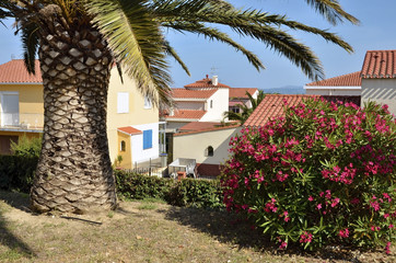 Wall Mural - Palm tree and oleander at Saint Cyprien village in France