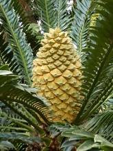 Female Cone Growing On The Lebombo Cycad