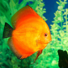 Discus fish Symphysodon spp. in aquarium