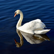 Couple of white swans symbolize heart sign, close-up. Symmetry reflections in a crystal clear blue water, natural mirror. Wildlife, ornithology. bird watching, birds, grace, romance, graphic resources