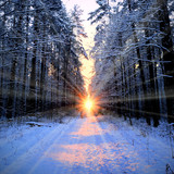 Fototapeta Sypialnia - Sun rays in winter forest