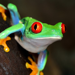 Fototapete - red-eye frog  Agalychnis callidryas in terrarium