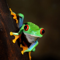 Fototapete - red-eye frog  Agalychnis callidryas in terrarium