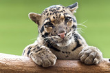 Fototapeta Młodzieżowe - A Clouded leopard