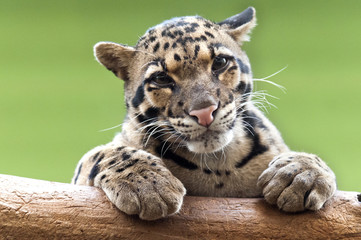 a clouded leopard