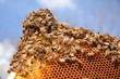 Pszczoły na plastrze miodu na tle nieba
