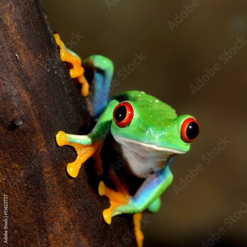 Foto-Kissen - Green tree frog (Agalychnis callidryas) with red eyes, close-up.Terrarium, zoo laboratory. Nature, wildlife, biology, zoology, herpetology, science, education, graphic resource, design, 3D, copy space (von Aastels)