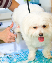 Wall Mural - Grooming Maltese dog