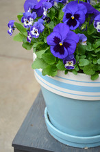 Blue Pansy Flowerpot