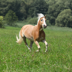 Plakat zwierzę ssak koń