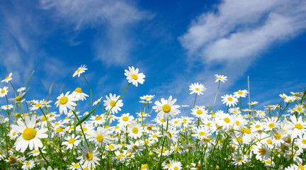 Wall Mural - white daisies