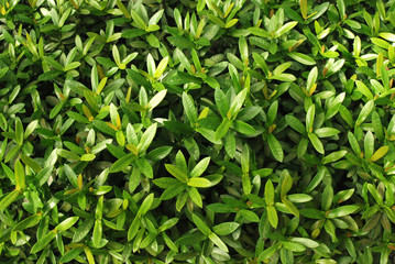 Poster - Green Leaves Backgounds in Thailand