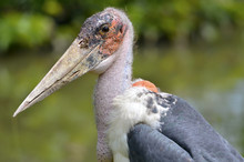 Profile Portrait Marabou Stork (Leptoptilos Crumeniferus)