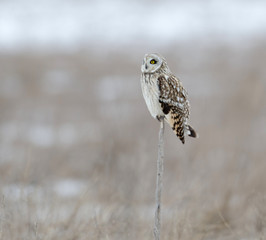 Wall Mural - Short-eared owl