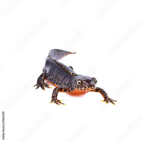 Fotografie, Obraz alpine newt (Ichthyosaura alpestris,Triturus alpestris) on white