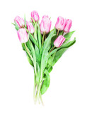 Fototapeta Tulipany - pink tulips isolated