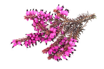 purple heather