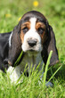 Adorable puppy of basset hound looking at you