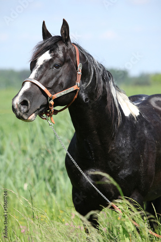 Fototapeta na wymiar Paint horse stallion with western halter on pasturage