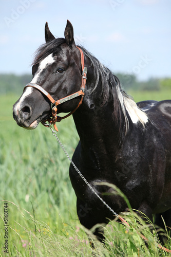 Naklejka dekoracyjna Paint horse stallion with western halter on pasturage