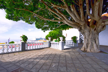 canary islands, la palma : tirajafe, church place, giant laurel