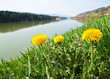 Dandelion by the river, spring time in Slovenia