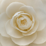 Fototapeta Miasto - Closeup of a white camellia flower