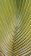 Textura lineal de hoja de palmera verde.