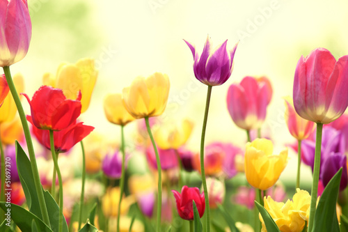 Fresh tulips in warm sunlight