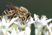 Honey Bee On Beautiful White Flower