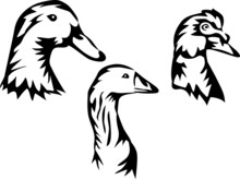 Waterfowl - Duck, Goose, Muscovy Duck