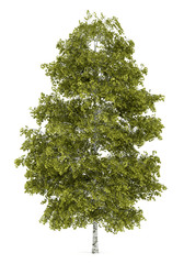 Wall Mural - birch tree isolated on white background