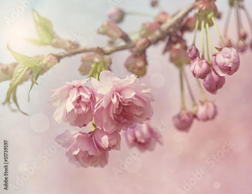 Fototapeta na wymiar Pink cherry blossom tree