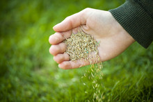Hand Planting Grass Seeds