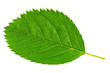 Single green leaf isolated on white background.