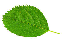 Single Green Leaf Isolated On White Background.