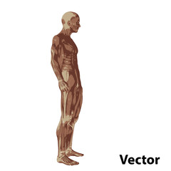 Vector 3D human or man with muscles for anatomy or sport