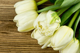 Fototapeta Tulipany - Bukiet białych tulipanów