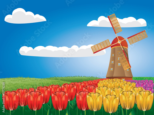Windmill and tulips - 51778288