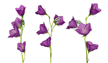 Sticker - set of lilac campanula flowers