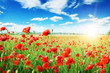 poppies field in rays sun 